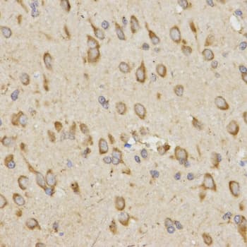 GRM8 / MGLUR8 Antibody