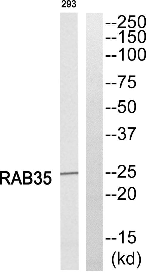 RAB35 Antibody