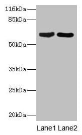 CRMP1 Antibody (aa1-572)