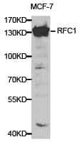 RFC1 / RFC Antibody