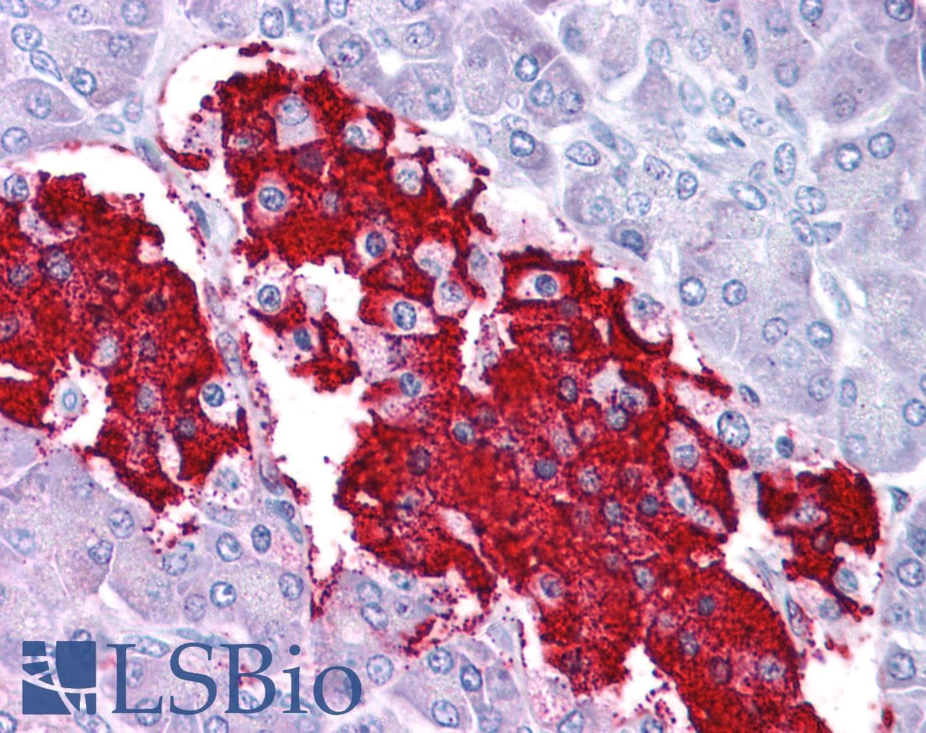 Leptin Antibody (C-Terminus)
