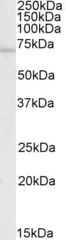 IHC-plus™ REL / C-Rel Antibody (aa453-464)