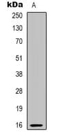 PBOV1 Antibody (Internal)