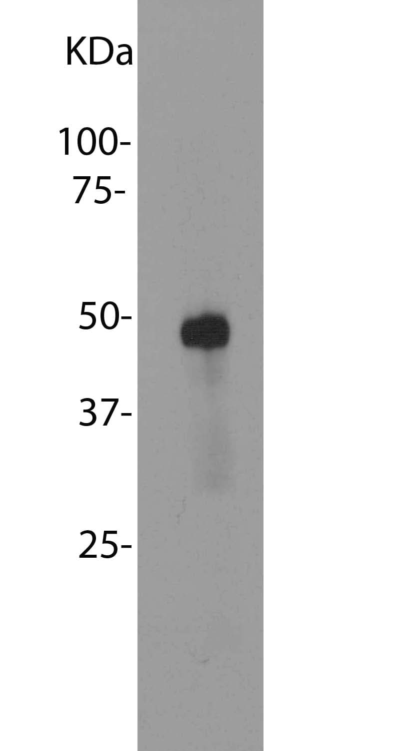 IHC-plus™ SAG / Arrestin Antibody (clone S128)