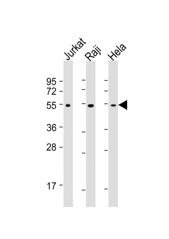 XIAP Antibody (clone 1020CT7.2.2)