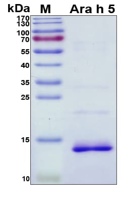 Peanut Ara h 5 Protein (Recombinant His, N-Terminal)