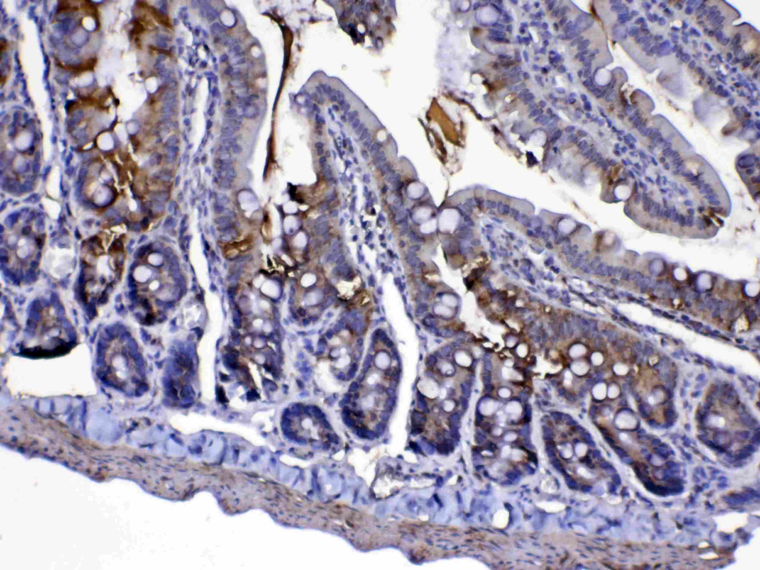 CYCS / Cytochrome c Antibody