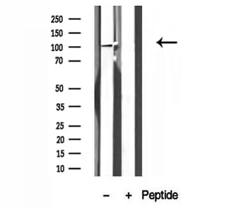 NLRX1 Antibody