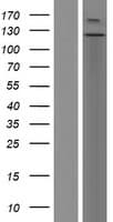 Human LLGL1 / HUGL Protein (Over-Expression Lysate Myc-DDK (Flag))