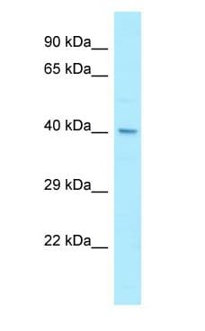 PHAX Antibody (aa306-355)