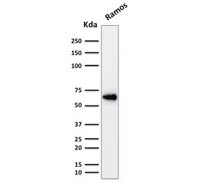 POU2F2 / OCT2 Antibody (clone OCT2/2137)
