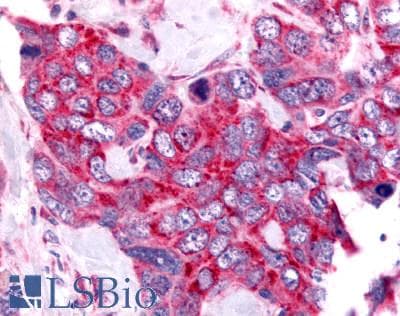 PathPlus™ Polyclonal Rabbit anti-Human CDC7 Antibody (Kinase Domain, IHC)