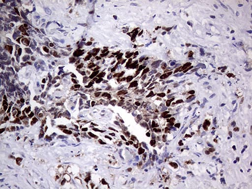 Monoclonal Mouse anti-Human PRRT2 Antibody (clone OTI9H8, Carrier-free, aa152-268, IHC, WB)