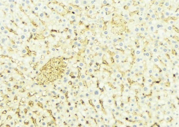 CYP4X1 Antibody