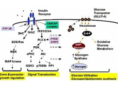 GYS1 / Glycogen Synthase Antibody (phospho-Ser641)