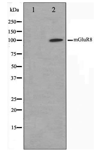 Polyclonal Rabbit anti-Human GRM8 / MGLUR8 Antibody (IHC, WB)