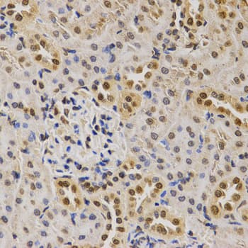 Histone H3 Antibody (Di-Methyl-Lys79)
