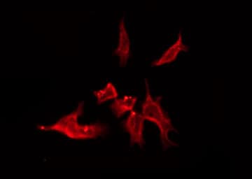 OR4C15 Antibody