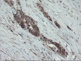 VBP1 Antibody (clone OTI1D1)