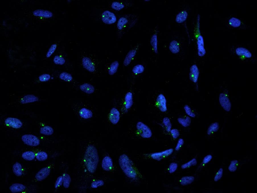 PCNT / Pericentrin Antibody