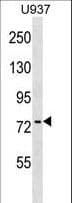 Polyclonal Rabbit anti-Human PABPC4 Antibody (aa219-247, WB)