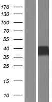 AGER / RAGE Protein (Over-Expression Lysate Myc-DDK (Flag))