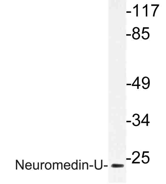 NMU / Neuromedin U Antibody (Ile174)