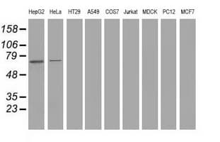 SAMHD1 Antibody (clone OTI2B5)