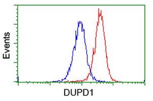 DUPD1 Antibody (clone OTI7E4)