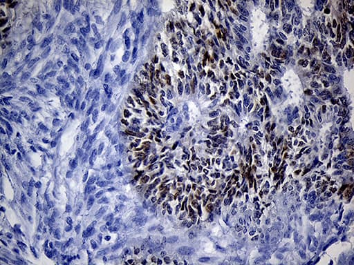 VAX1 Antibody (clone OTI1E6)