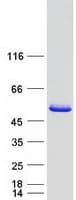 Human CRACR2A / EFCAB4B Protein (Recombinant Myc-DDK (Flag))
