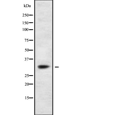 SSR1 Antibody