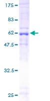 Human DNAJB4 Protein (Recombinant GST)