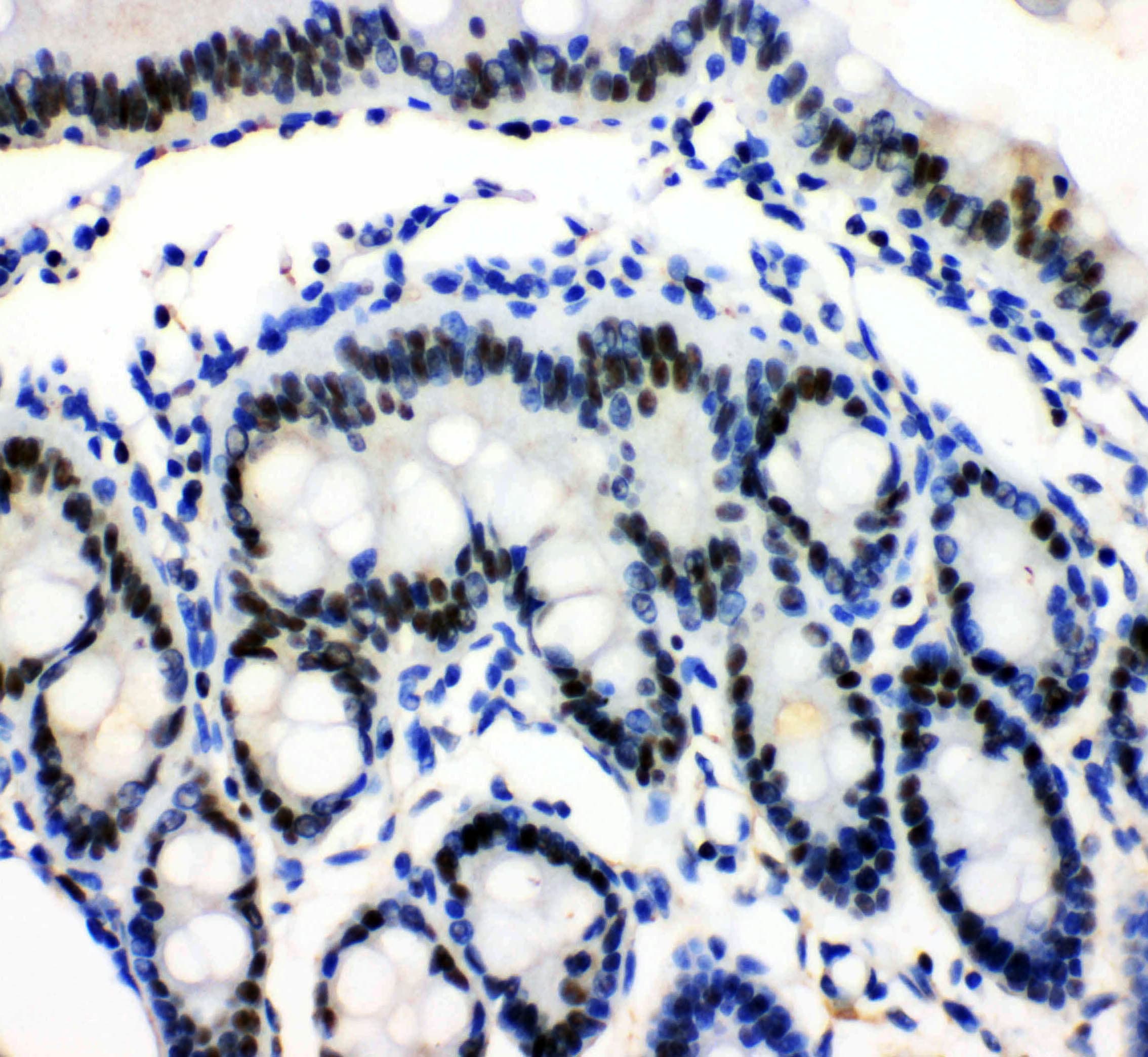 MCM3 Antibody (aa13-27)