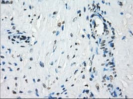 KDM4C / JMJD2C Antibody (clone OTI8A1)