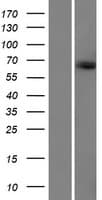 KIAA1328 Protein (Over-Expression Lysate Myc-DDK (Flag))