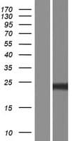 PGF / PLGF Protein (Over-Expression Lysate Myc-DDK (Flag))