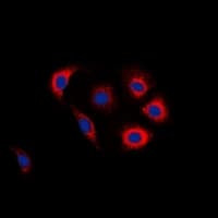 EGFR Antibody (C-Terminus)