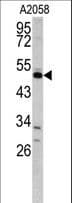 GAS7 Antibody (aa438-465)