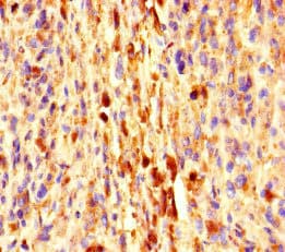 EXPH5 Antibody