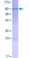 Human CPNE2 Protein (Recombinant GST)