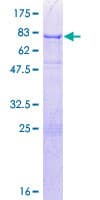 Human CELF1 / CUGBP1 Protein (Recombinant GST)