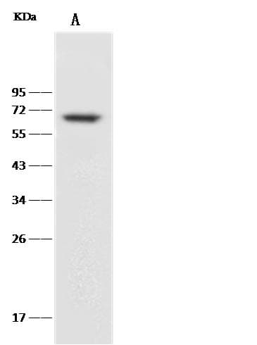 CD27 Antibody (clone 150, Preservative Free)