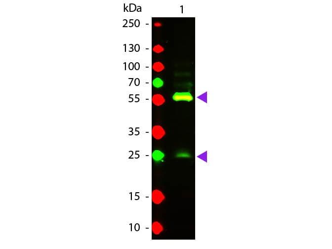 Biotin Antibody (TR)