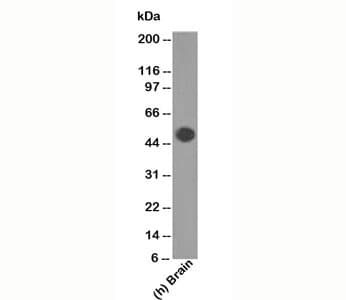 GFAP Antibody (clone GA-5, Azide-free, BSA-free)