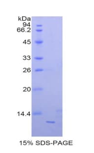 Mouse CXCL1 / GRO Alpha Protein (Recombinant His-T7)