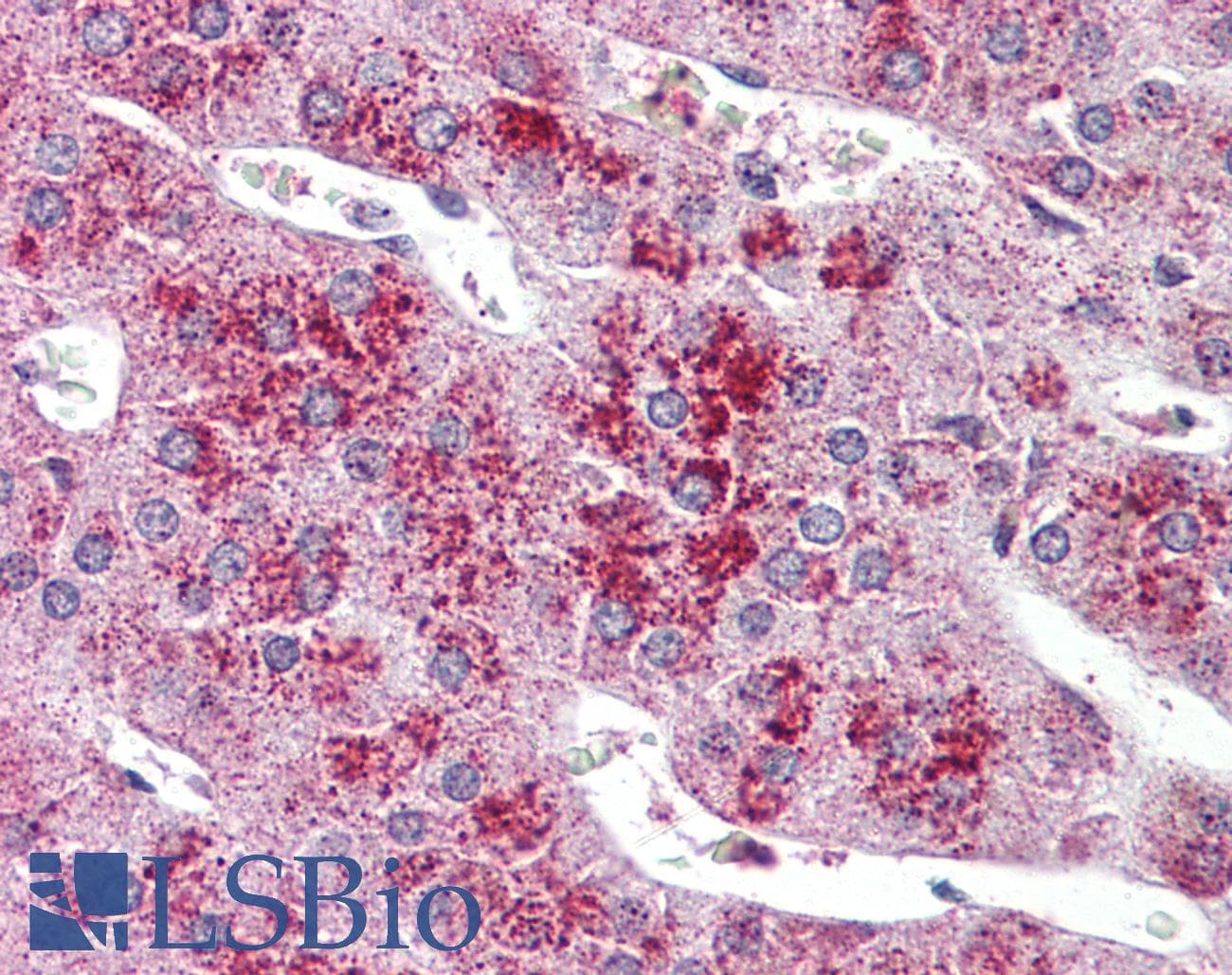IHC-plus™ GLP2R Antibody (C-Terminus)