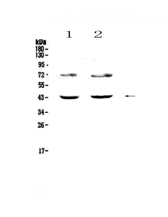 Polyclonal Rabbit anti-Human TSPAN12 Antibody (IHC, WB)