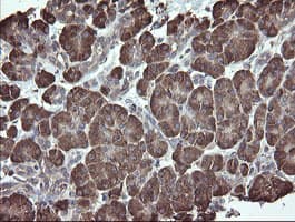 PDIA3 / ERp57 Antibody (clone OTI3E1)