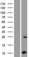 SUMO2 Protein (Over-Expression Lysate Myc-DDK (Flag))
